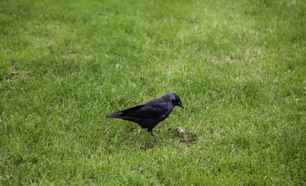 Κοινός ερωδιός σε πάρκο, λεπτομέρεια από άγριο πτηνό - Φωτογραφία, εικόνα