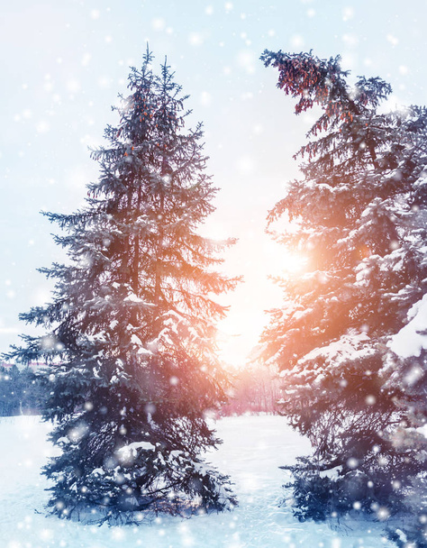 Mroźny zimowy krajobraz w śnieżnym lesie. Sosnowe gałęzie pokryte śniegiem w chłodne zimowe dni. Boże Narodzenie tło z jodły - Zdjęcie, obraz
