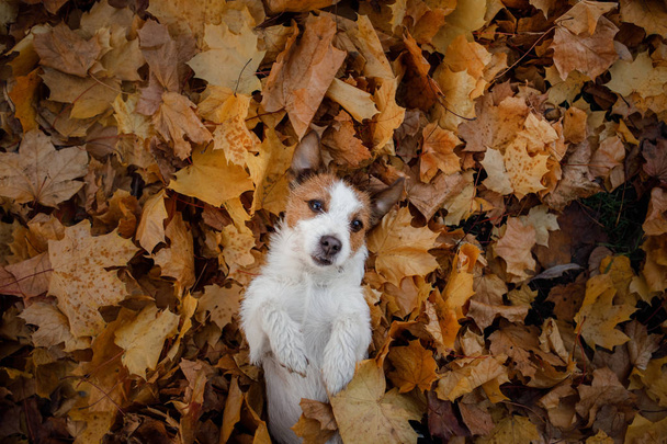 funny dog face. Jack Russell Terrier lying in the leaves. Autumn mood. - Foto, afbeelding