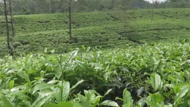 Tea plantation in Wonosobo. Indonesia, Java - Footage, Video