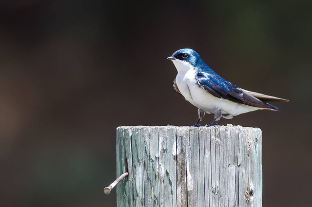Spunky Little Tree Swallow Hockt auf einem verwitterten Holzpfosten - Foto, Bild