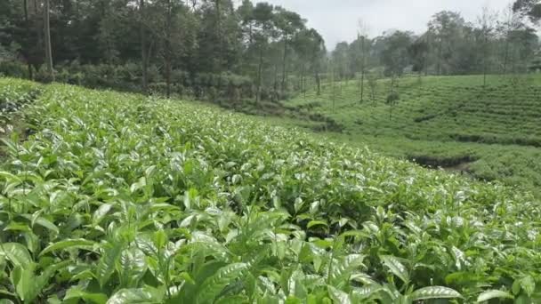 Tea plantation in Wonosobo. Indonesia, Java - Footage, Video