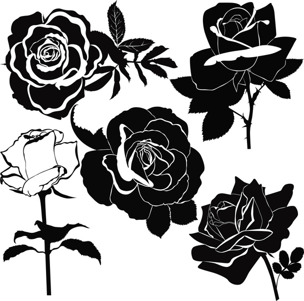 Flores de rosas
 - Vector, imagen