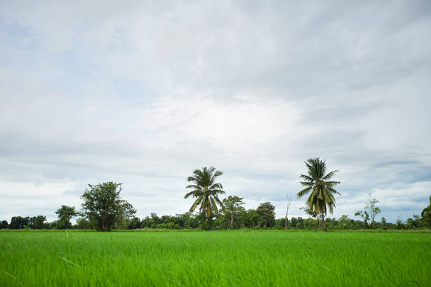 Green rice field with minimal tree in a cloudy day Sukhothai Province, Thailand - Photo, Image