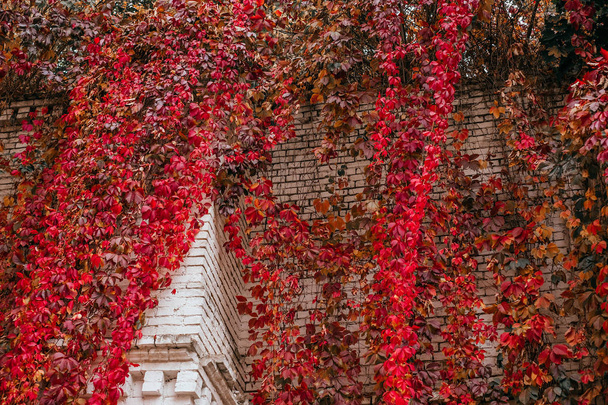 Фон красного и зеленого Вирджиния ползучий известный как пятилистный плющ на стене
. - Фото, изображение