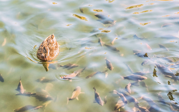 Yaban ördeği ve havuz su birikintisi içinde bir sürü. - Fotoğraf, Görsel