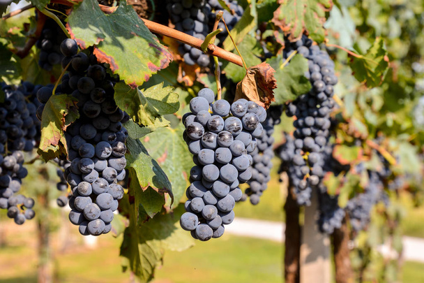 Photo d'un beau vignoble de raisin prêt à produire du vin - Photo, image