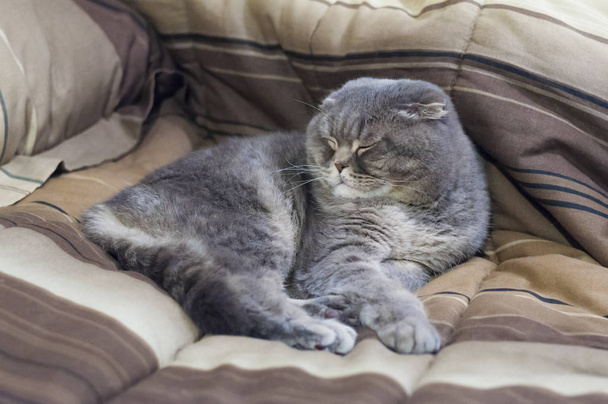 Los Scottish Folds son gatos resistentes y su disposición coincide con su dulce expresión. Adoran la compañía humana y muestran esto en su propia manera tranquila
. - Foto, Imagen