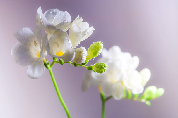 Fleur Freesia à fleurs blanches avec gouttes d'eau gros plan
 - Photo, image