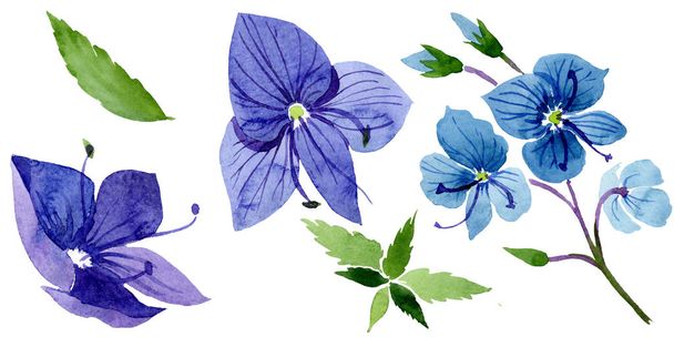 Akwarela niebieski kwiat Veronica. Botaniczny kwiat kwiatowy. Element ilustracja na białym tle. - Zdjęcie, obraz