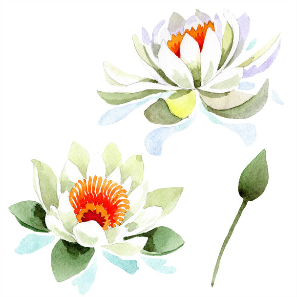 Ακουαρέλα λευκό λωτό. Floral βοτανικό λουλούδι. Απομονωμένη εικονογράφηση στοιχείο. - Φωτογραφία, εικόνα