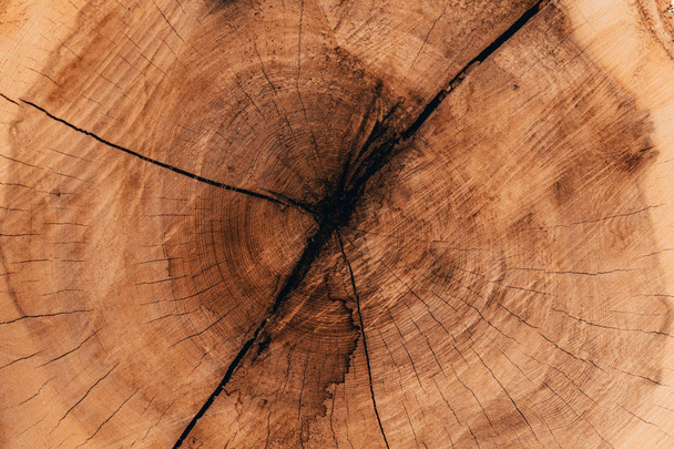 Natürliche Holzstämme im Wald - Foto, Bild