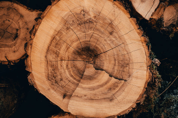 Деревянные натуральные пиломатериалы в лесу
 - Фото, изображение