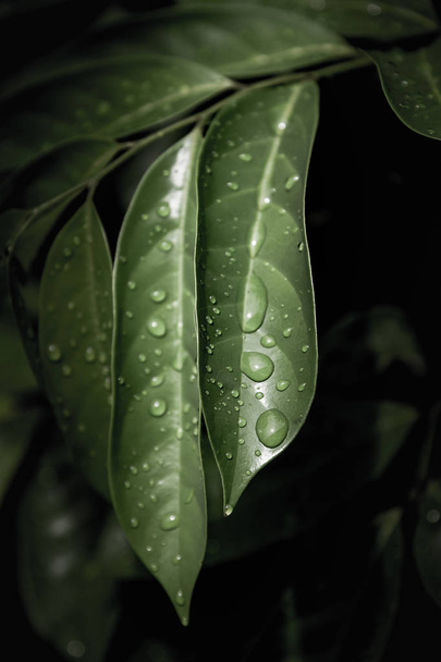 Rain drops on green leaf - Фото, изображение
