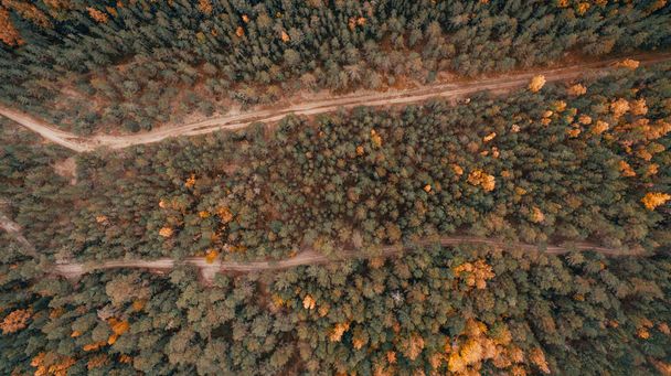 Vista aérea de floresta espessa no outono com corte de estrada através - Foto, Imagem