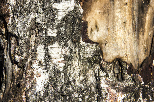 TEXTURE OF OLD TREE BIRCH CLOSE-UP - 写真・画像