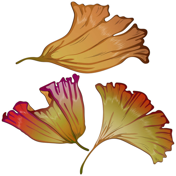 Vector autumn yellow and red ginkgo leaves. - Vector, Image