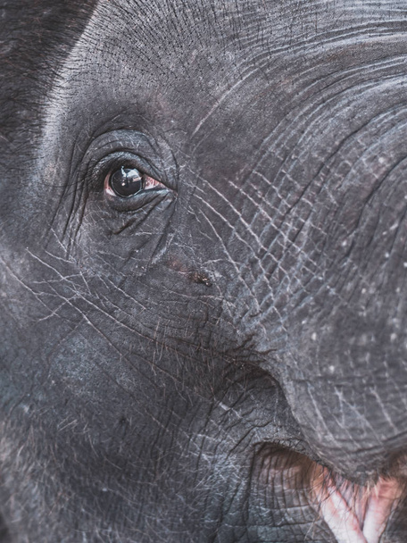Close-up van oog van Aziatische olifanten en achtergrond van de textuur van de huid. - Foto, afbeelding
