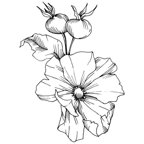 Wildflower rosa canina in a vector style isolated. Black and white engraved ink art. - Vektor, obrázek