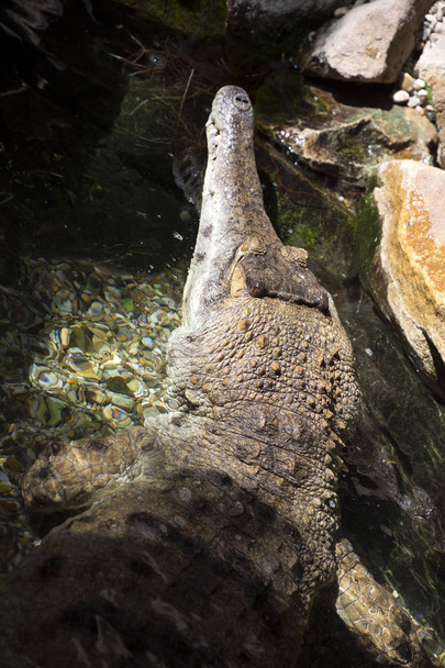 İnce burunlu timsah, Mecistops cataphractus nadir Afrika timsah olduğunu - Fotoğraf, Görsel