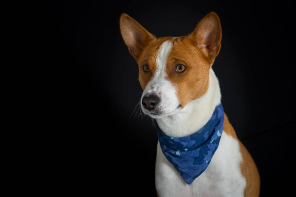Zurückhaltendes Porträt des stylischen Hundemodels - Basenji-Rüde mit blauem Halstuch - Foto, Bild