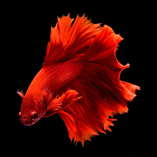 Red Betta Siamese fighting fish.Fins and tail like long skirts, half moon tail, perfect fish elegance.Fish with red color It is believed that lucky and bring good luck to the owner.Fish that are native to Thailand.Fight to compete. - Photo, Image
