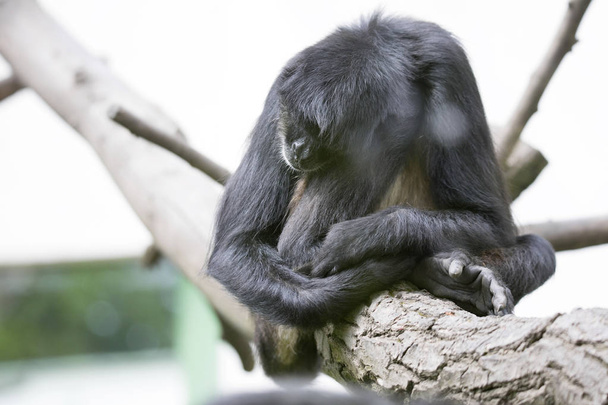 Спящая обезьяна-паук, Ateles geoffroyi vellerosus
 - Фото, изображение