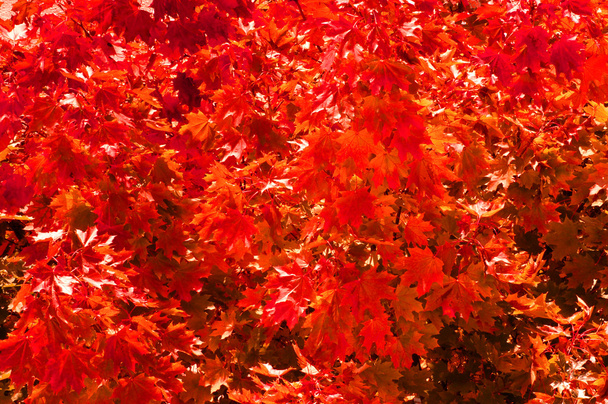 barevné listí v podzimní přírodě - herbstlaub im fokus - Fotografie, Obrázek