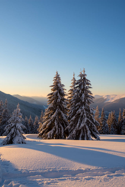 Zauberhafter Sonnenaufgang in den Winterbergen nach Schneefall - eine riesige, mit Schnee bedeckte Kiefer vor blauem Himmel. Weitwinkel, vertikales Bild. - Foto, Bild
