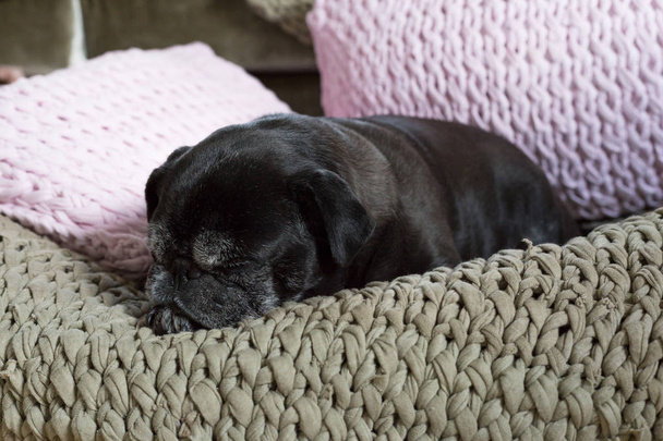 Adelheid jest nazwa czarny Mops mopy na jej łóżko sofa z różowe poduszki w tle co to jest połączenie ciepłych kolorów idealny - Zdjęcie, obraz