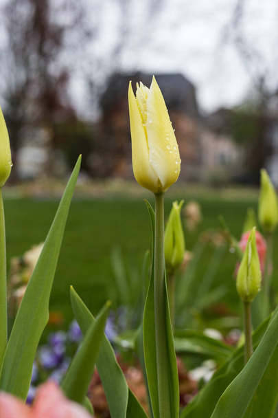 у парку rokoko у Південній Німеччині погляд на дощовий день на квіти, які виглядають абсолютно різні за допомогою ефектів краплі дощу на цвітіння - Фото, зображення