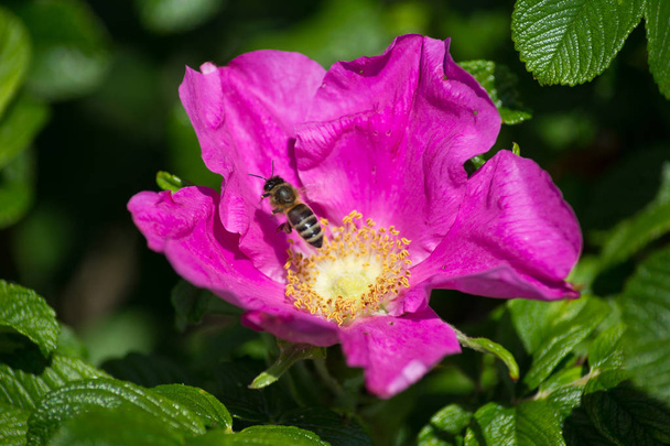 дуже сонячний день в може у Південній Німеччині ви бачите квітку hibiskus з сильним полегшені колір враження із бджолами живильний для меду на цвітіння і всі квіти в рожевий краси - Фото, зображення