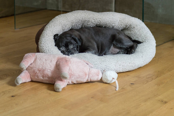 素敵な黒犬フーバー petsofa 快適に見て、寝ていると廊下でリラックス - 写真・画像