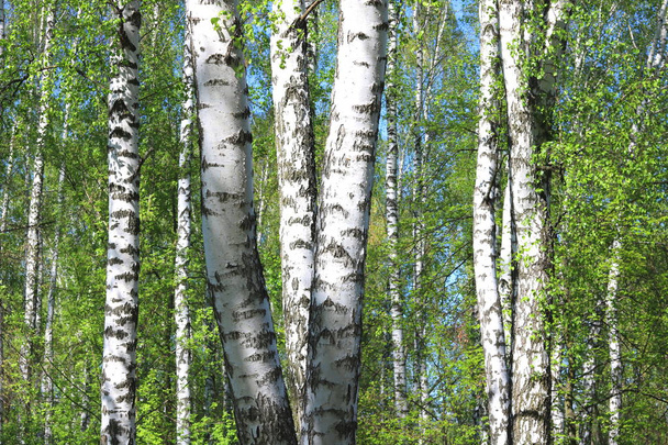 Beautiful birch trees with white birch bark in birch grove with green birch leaves - Photo, Image