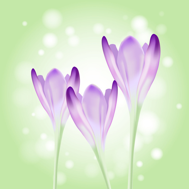 Vector lindo primavera violeta flores
 - Vector, Imagen