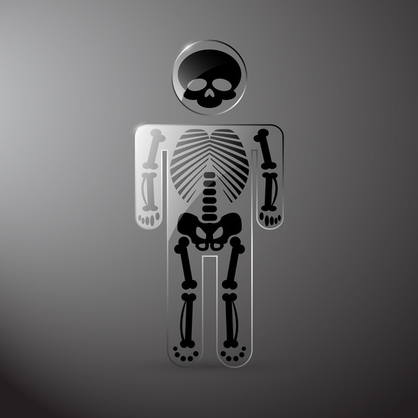 Vektor glasiges Anatomie-Skelett - Vektor, Bild