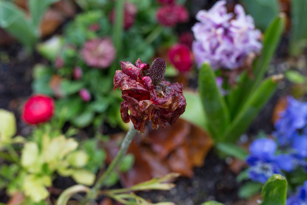 in un parco rokoko nel sud della Germania vista in una giornata piovosa sui fiori che sembrano totalmente diversi dagli effetti delle gocce di pioggia sui fiori
 - Foto, immagini