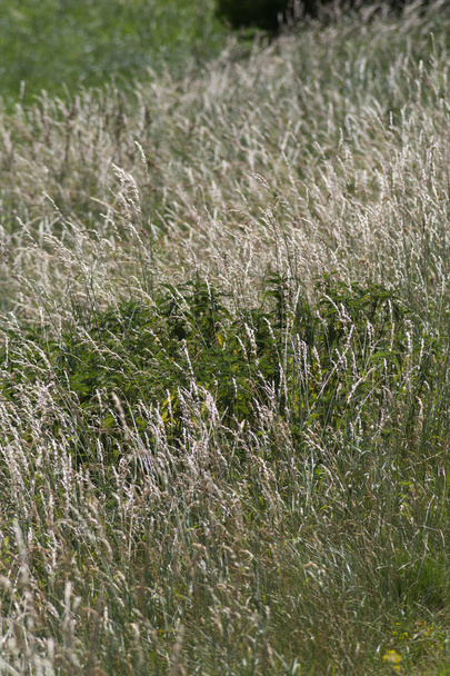 en un día muy soleado en junio en el sur de Alemania se ve el maíz hierba y las plantas en color verde oliva antes de los árboles y el bosque en un paisaje en el campo
 - Foto, Imagen