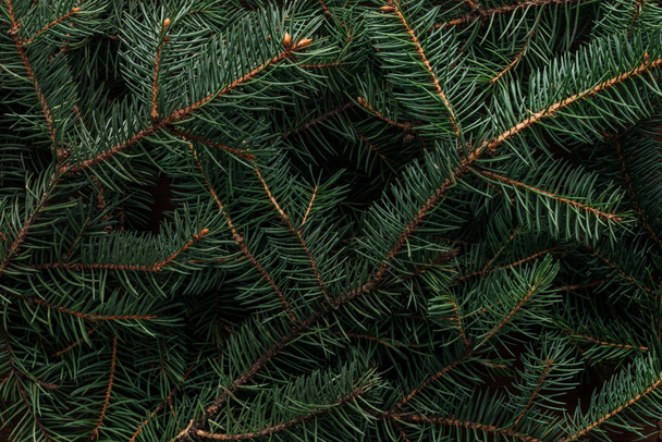 full frame of green pine tree branches as background - Foto, immagini