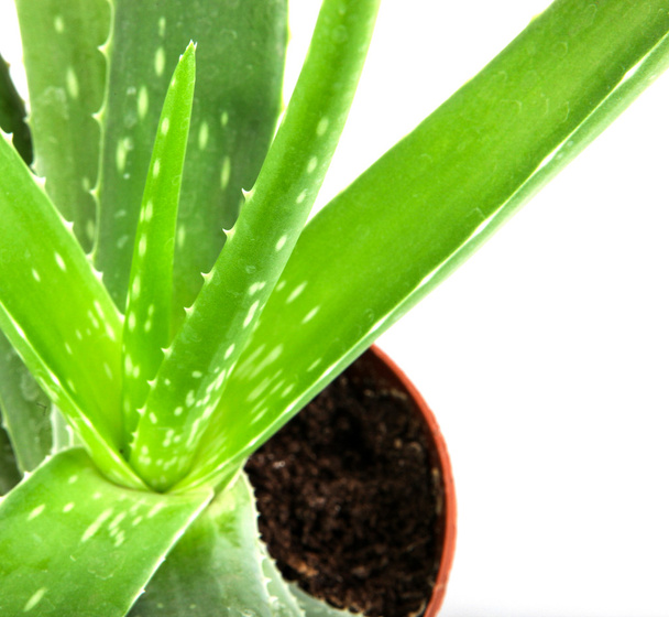 Aloe vera plant isolated on white - Zdjęcie, obraz