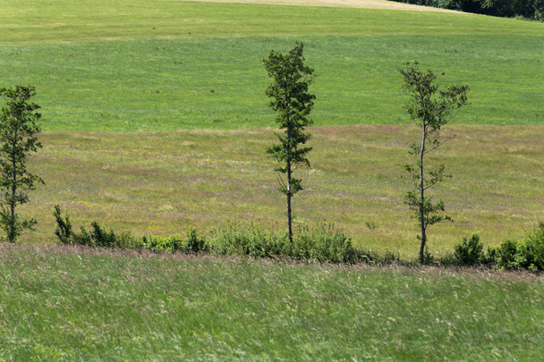 op een zeer zonnige dag in juni in Zuid-Duitsland zie je gras maïs en planten in groene Olijf kleur voordat bomen en bos in een landschap op platteland - Foto, afbeelding