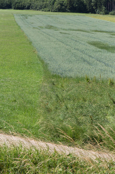 en un día muy soleado en junio en el sur de Alemania se ve el maíz hierba y las plantas en color verde oliva antes de los árboles y el bosque en un paisaje en el campo
 - Foto, Imagen