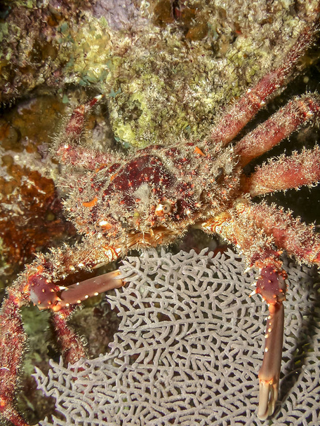 Mithrax spinosissimus cannel cliinging krabů v noci na korálových ree - Fotografie, Obrázek