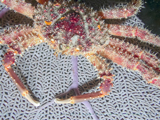 Mithrax spinosissimus, cannel cliinging crab at night on coral ree - Photo, Image