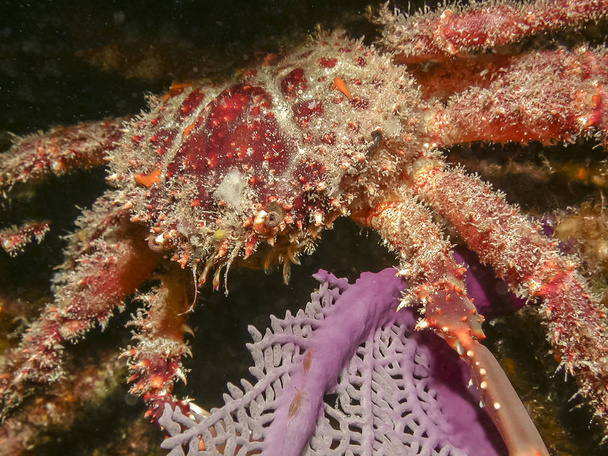 Mithrax spinosissimus, cannel cliinging crab at night on coral ree - Photo, Image