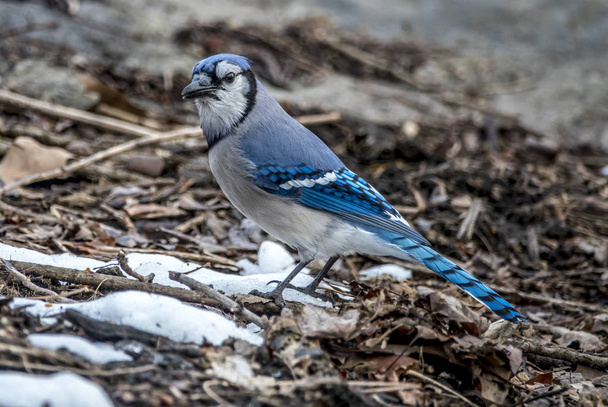 Blue Jay in winter in Central PArk - Photo, Image