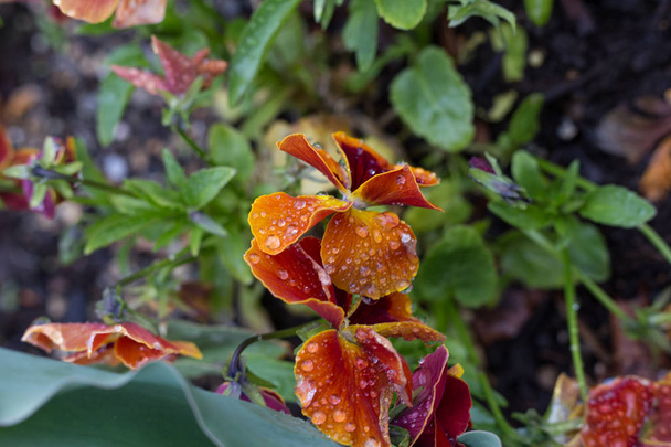 in einem Rokokopark in Süddeutschland Blick auf einen Regentag auf Blumen, die durch die Wirkung von Regentropfen auf die Blüte völlig anders aussehen - Foto, Bild