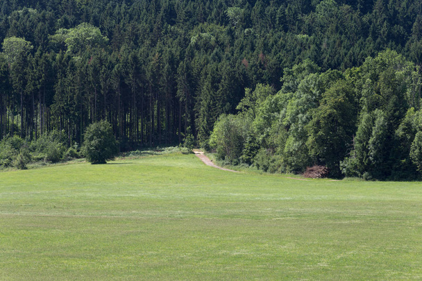 Haziran ayında Güney Almanya çok güneşli bir günde çim Mısır ve bitkiler yeşil zeytin renkli ağaçlar ve kırsal manzara orman önce görüşürüz - Fotoğraf, Görsel