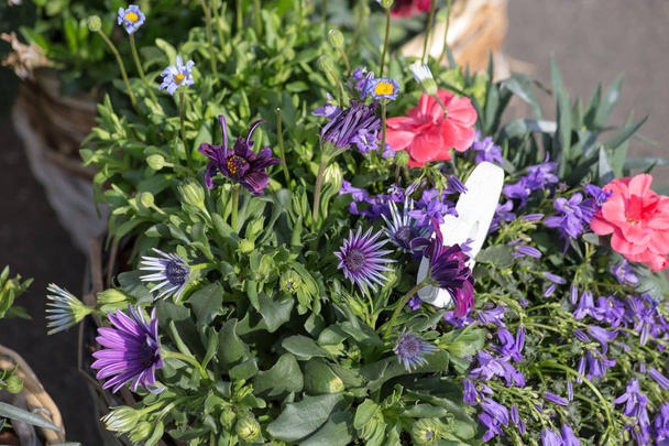 flowers from a garden market in historical city in south germany on a sunny day in may - Photo, Image