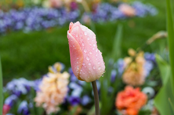 en un parque rokoko en el sur de Alemania vista en un día lluvioso en las flores que se ven totalmente diferentes por los efectos de las gotas de lluvia en flor
 - Foto, imagen